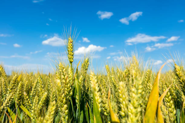 istock The wheat fields are under the blue sky and white clouds 2142204422