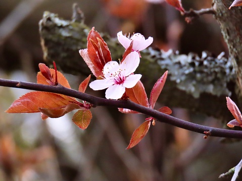 The Plum tree is flowering in late winter and early spring, and is considered as a seasonal symbol.