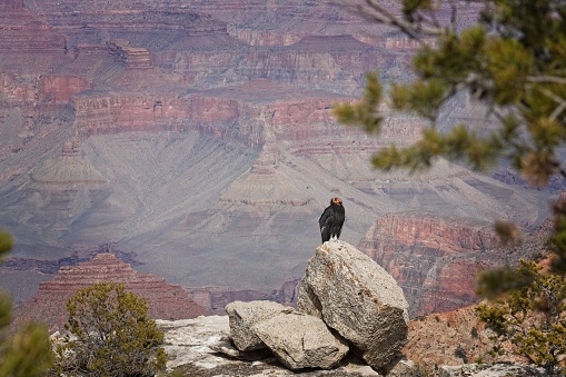 California condor (Gymnogyps californianus) sitting on a rock at the Grand Canyon, Arizona.