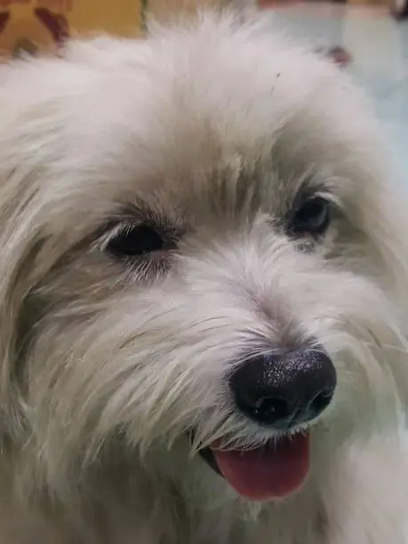 a photography of a white dog with a long haircut and a pink tongue.