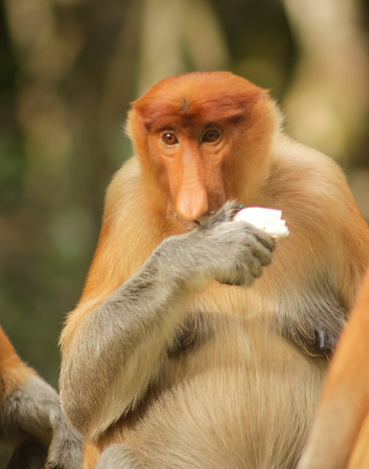 Proboscis Monkey, Nasalis Larvatus or long-nosed monkey, known as the bekantan