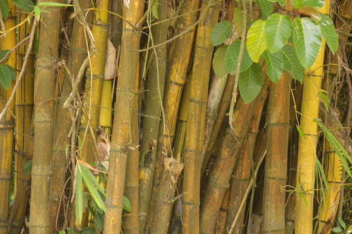 Yellow bamboo (Bambusa vulgaris var. striata) is a type of cultivated bamboo.