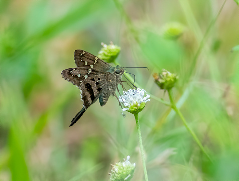 A long-tailed skipper butterfly feeds on nectar from a wildflower in Florida Keys