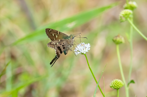 A long tailed skipper butterfly feeding on a wildflower