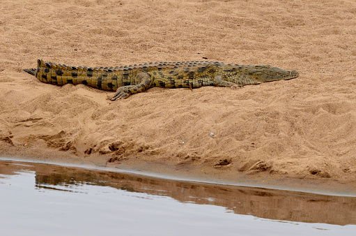 Crocodile on a river bank.