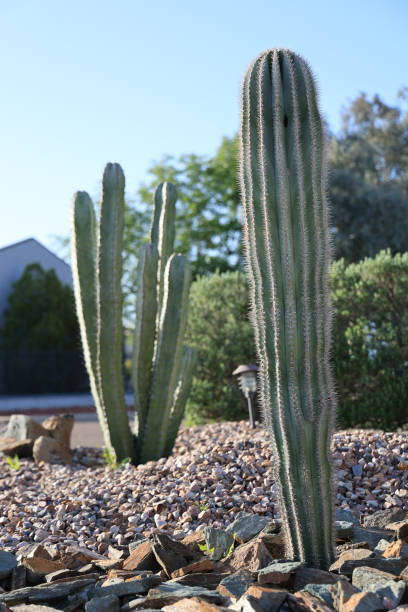 istock Arizona Desert Style Street Corner with Columnar Cacti, backlit, shallow DOF 2142292939