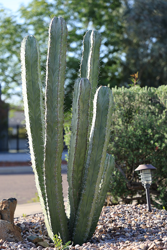 Columnar Cereus cacti as decorative plants in desert style xeriscaping along roadsides verges in Phoenix, Arizona; backlit by morning sun, shallow DOF