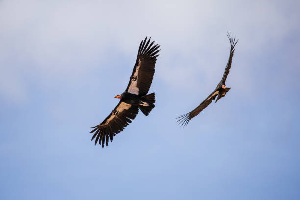 This picture shows a condor. The biggest flying bird on earth. Itook this picture over the Colca Canyon in Peru.