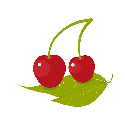 Two cherries lying on the leaves. Flat style cherries on an isolated white background.