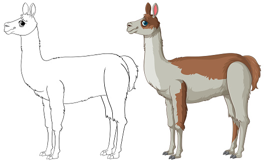 Vector illustration of a llama, outlined and colored