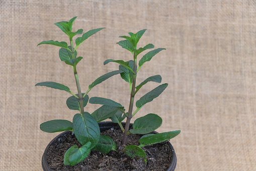 A potted Mint plant with two young, vibrant green leaves growing from the center of the pot on top of dark brown soil against an beige canvas background.