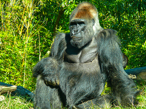 This gorilla is sitting and looking off in contemplation