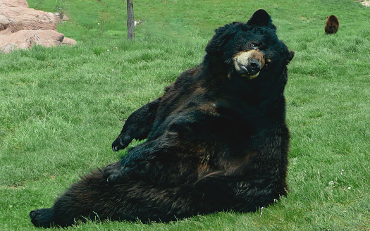 This bear is enjoying itself lounging on the grass