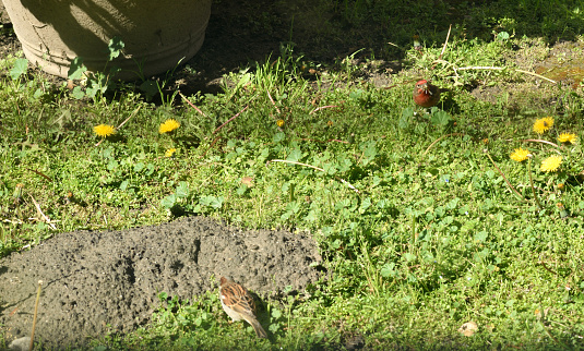 A snapshot of a male house finch and a house sparrow looking for food on the grass in my backyard.
