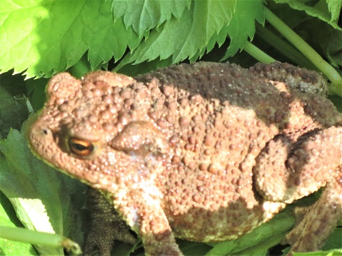 Closeup photograph of a single european toad - bufo bufo on green moss ground.