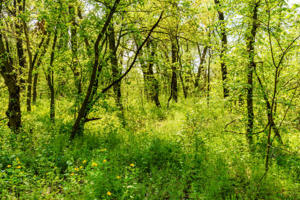 istock View on green forest at summer 2142410216