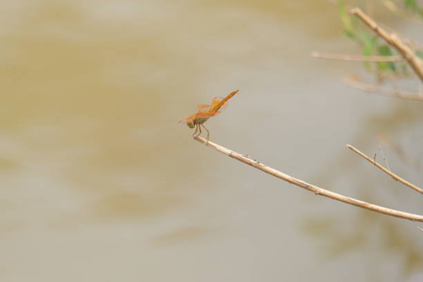 Good view of a brown dragonfly sitting on the grass.