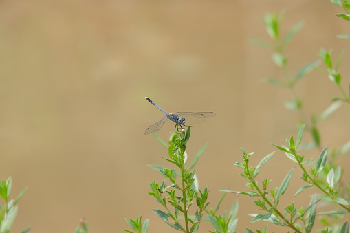 Nice nature view with blue dragonfly sitting on weeds in shallow water.