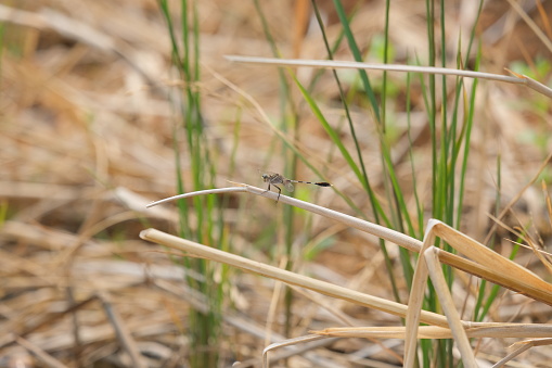 Telephoto view of a gray dragonfly outdoors in a grass field.
