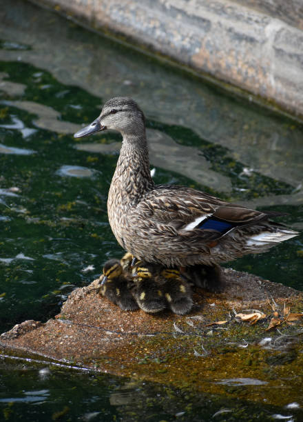 istock The Warmth of Maternal Love 2142441632