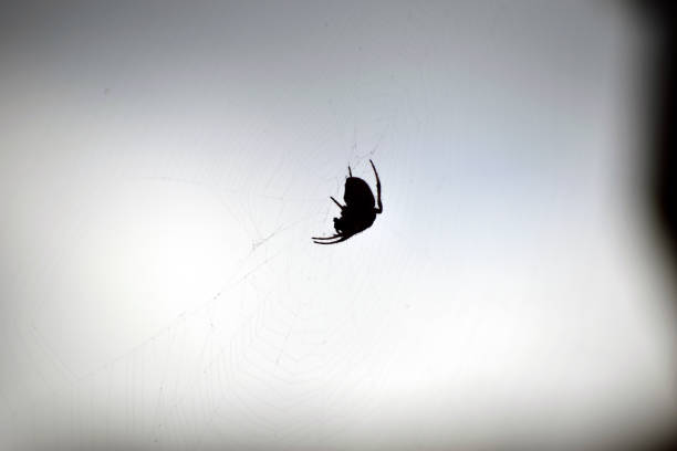 A snapshot of an orb weaver spider with an overcast sky in the backdrop.