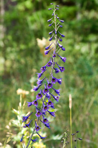 istock Southern Urals, blooming Delphinium in the meadow. 2142441721