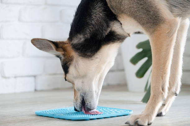 istock cute dog using lick mat for eating food slowly 2142441921