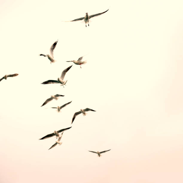 Flock of bird flying over dusk time sky