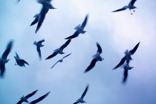 Large group of seagulls flying over cloudy sky