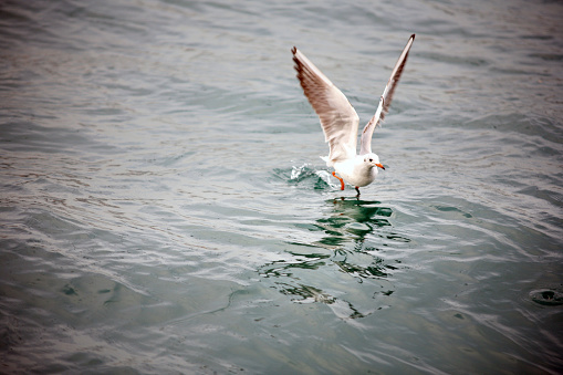 Single seagull over sea surface