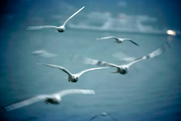 Blurred motion birds flying over cloudy sky in early morning.