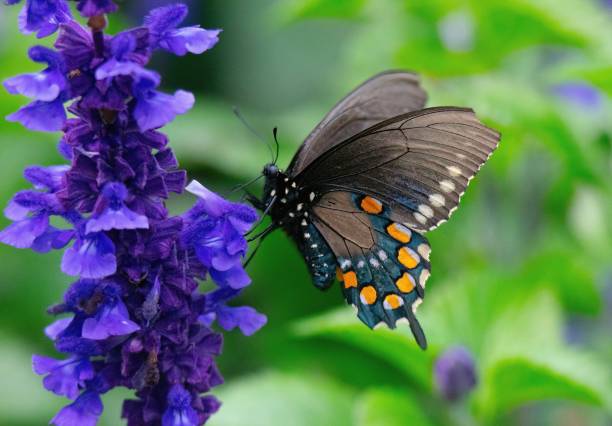 istock Black Pipeline Butterfly on Sage 2142447380