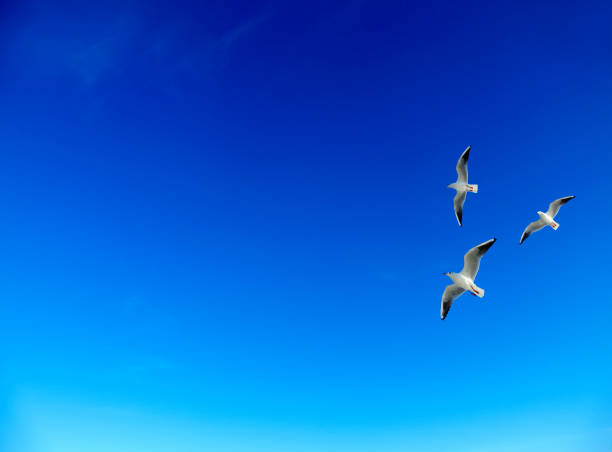 istock Flock of birds flying in sunny blue sky 2142447399