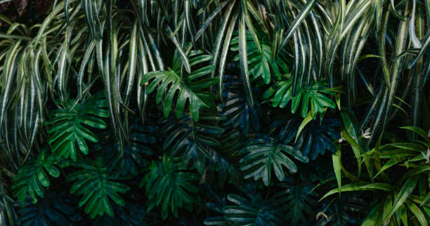 istock Group of dark green tropical leaves background. 2142451075