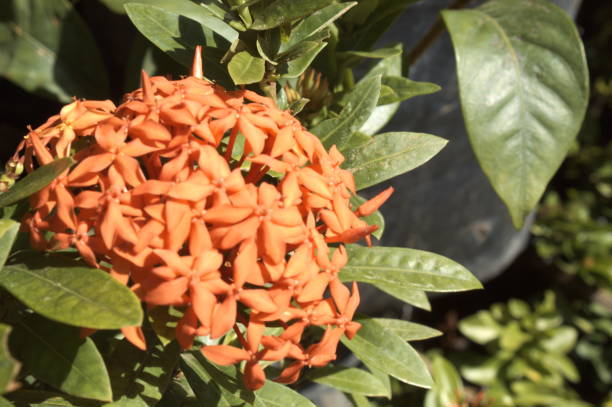 istock Saraca asoca, commonly known as the ashoka tree 2142455873