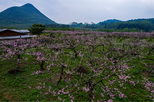 Aerial photography of beautiful spring scenery with peach blossoms in full bloom in the rural peach orchard of Lianzhou, Qingyuan, Guangdong