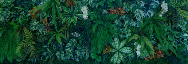 istock Group of dark green tropical leaves background. 2142466825