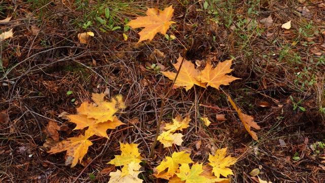 Young maple tree with big yellow disappearing leaves in autumn forest
