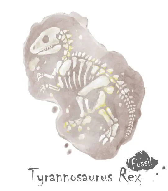 Vector illustration of Fossil of Tyrannosaurus rex dinosaur in rock . Watercolor paint design . Vector .