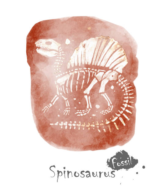 istock Fossil of Spinosaurus dinosaur in rock . Watercolor paint design . Vector . 2142505504