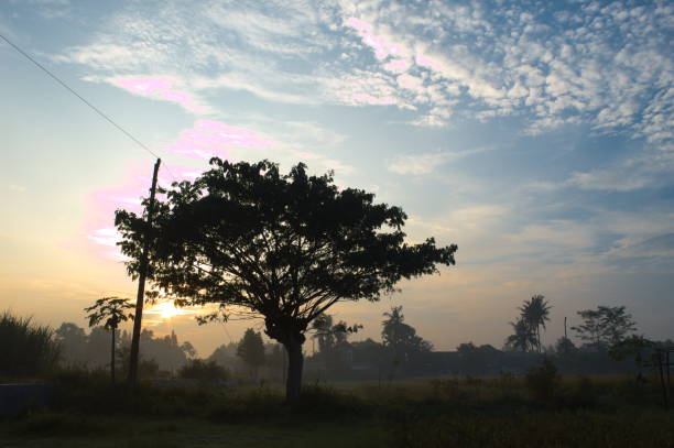 istock Silhouette of a large tree in a bright sunrise 2142543407