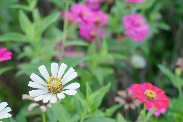 White flowers, sunlight, flower field