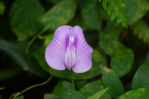 Centrosema virginianum plant with a natural background. Also called Spurred Butterfly Pea, wild blue vine, blue bell, wild pea. This plant in Indonesia (Javanese) is called sinder siman.
