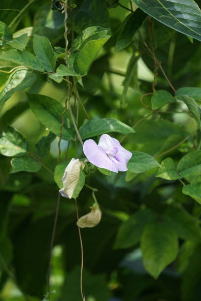 istock Centrosema virginianum plant with a natural background. Also called Spurred Butterfly Pea, wild blue vine, blue bell, wild pea. This plant in Indonesia (Javanese) is called sinder siman. 2142572021