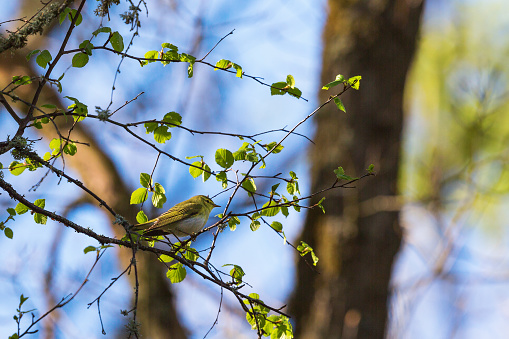 Wood Warbler on a branch with spring leaves