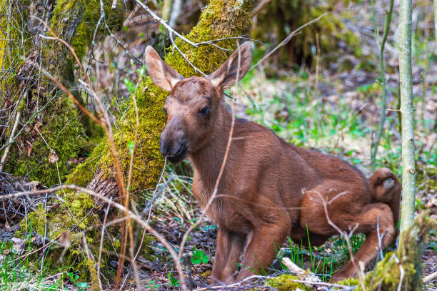 Shiras' Moose Calf in East Central Idaho.