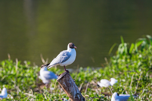 Black Headed Gulls sitting on a pole at the waters edge