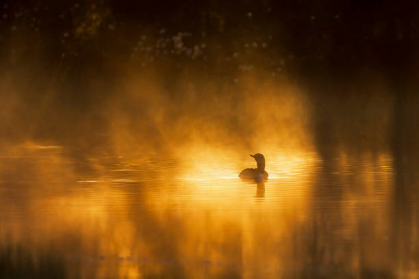 istock Loon in a sunspot at misty forest lake 2142583366