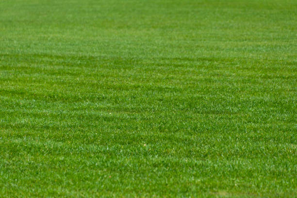 Green short-cropped lawn. Natural backgrounds and textures. Green grass in the meadow.