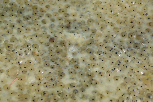 Steelhead or salmon roe close-up